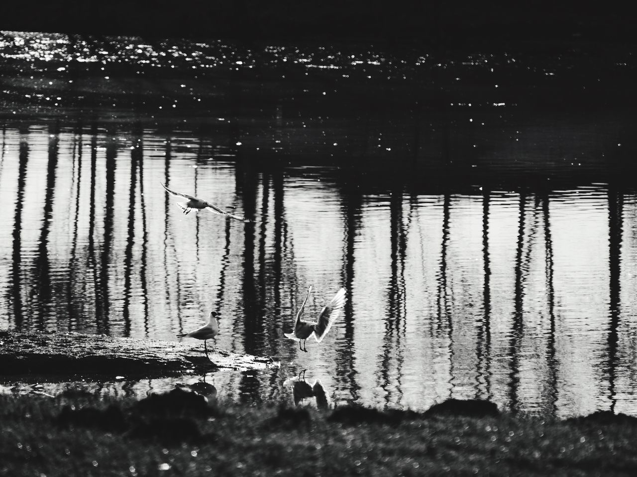 VIEW OF BIRDS IN LAKE