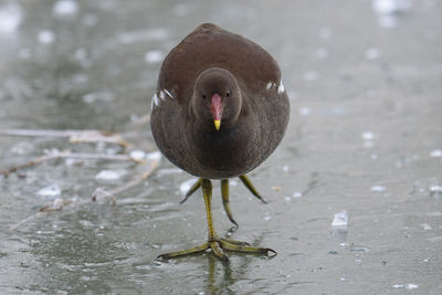 Close-up of bird walking at beach during winter