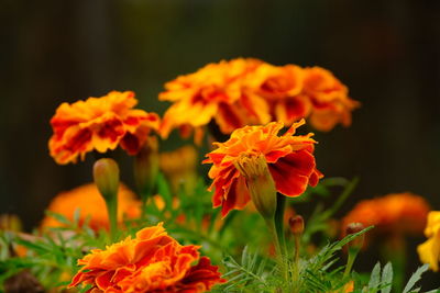 Close-up of orange marigold flowers