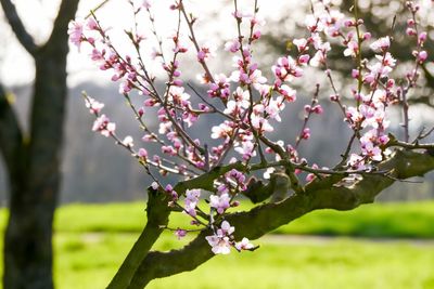 Close-up of pink cherry blossoms in spring