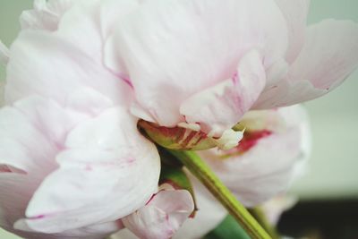 Close-up of pink flower blooming outdoors