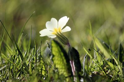 Close-up of white primrose growing at park