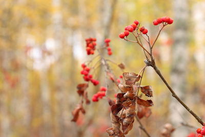 Close-up shot of rowan berries