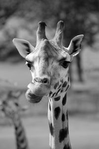 Close-up portrait of giraffe at zoo