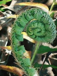 Close-up of plant