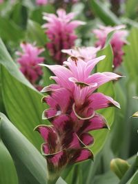 Close-up of pink flower blooming outdoors