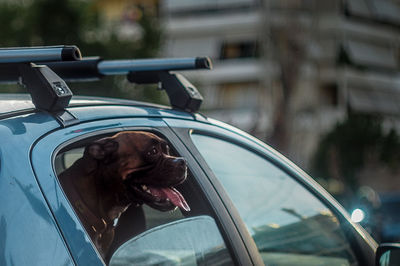 Close-up of dog in car