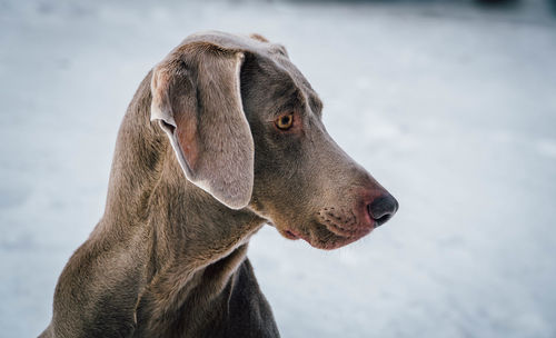 Close-up of weimaraner standing on field