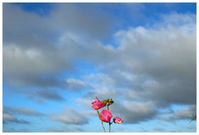 Low angle view of flowers against cloudy sky