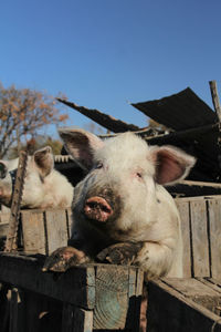 Curious pig looking through the fence