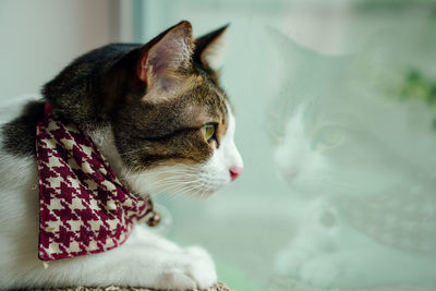 Close-up of a cat looking away