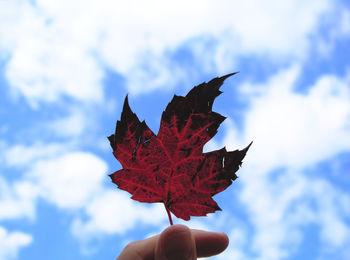 Cropped image of hand holding maple leaf against sky