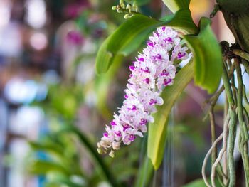 Close-up of pink flowering plant