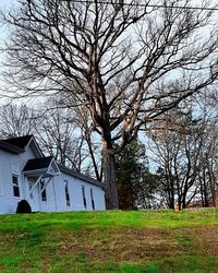 Bare trees on grassy field