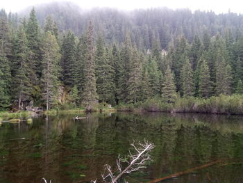 Trees by lake in forest