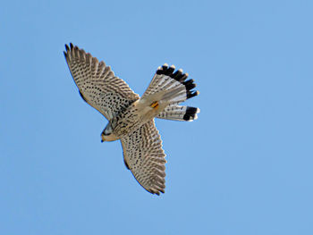 Low angle view of eagle flying against clear blue sky