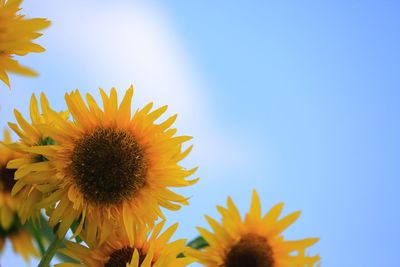 Close-up of sunflower
