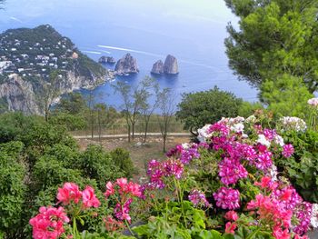 Flowers blooming in park