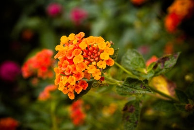 Close-up of orange flowering plant