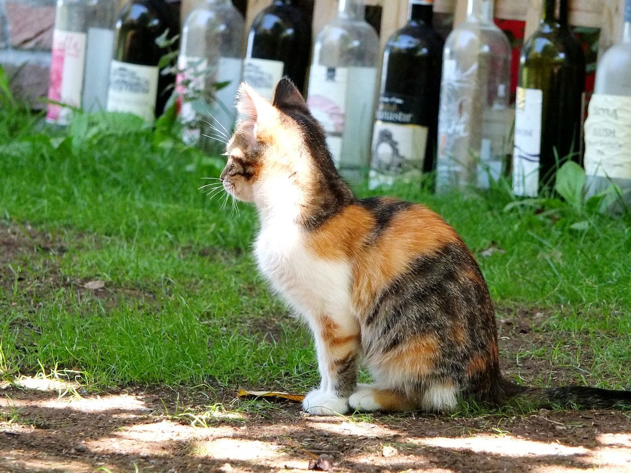 animal themes, mammal, domestic animals, one animal, pets, domestic cat, cat, building exterior, grass, street, focus on foreground, outdoors, incidental people, feline, day, built structure, front or back yard, sitting, field, no people