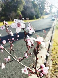 Close-up of cherry blossom