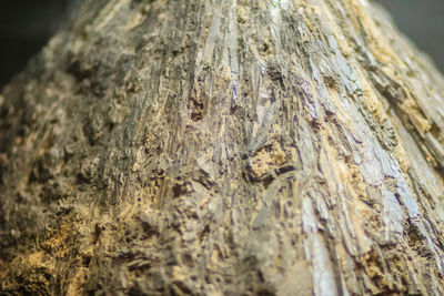 Close-up of tree trunk