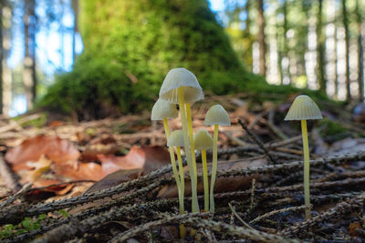Close-up of mushroom growing on field