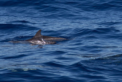 Fish swimming in sea