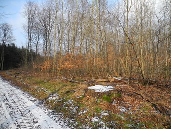 View of trees in forest