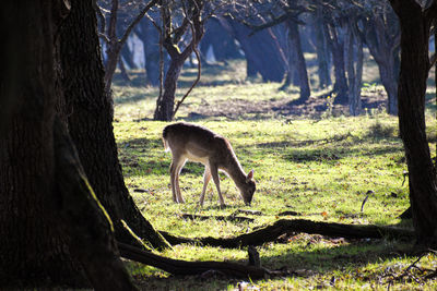 Deer hiding in the shadows of a  forest