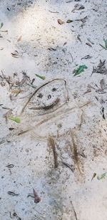 High angle view of leaves on sand