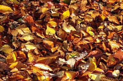 Full frame shot of yellow maple leaves on field