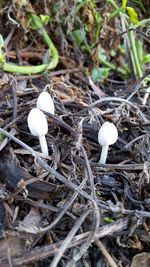 Close-up of plant in forest