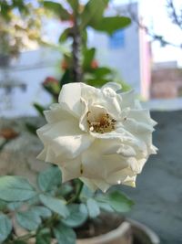 Close-up of white flowering plant