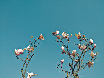 Low angle view of flowering plant against clear blue sky