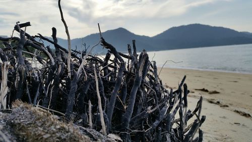 Close-up of grass on beach against sky