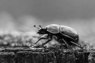 Close-up of insect on rock