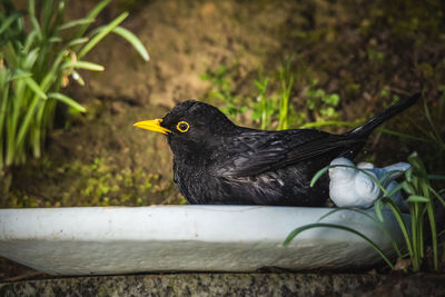 Close-up of a blackbird bathing in the garden