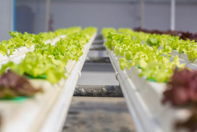 Surface level view of fresh vegetables in greenhouse
