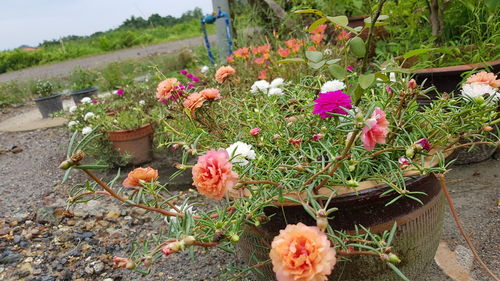 High angle view of flowers