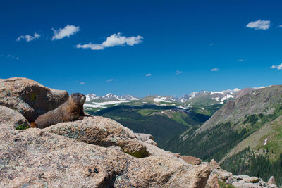 Marmot on rock at rocky mountain national park against sky
