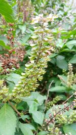 Close-up of plant growing outdoors