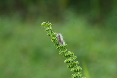 Close up of plant