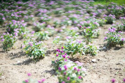 Close-up of pink flowers blooming in field