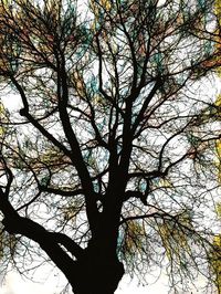 Low angle view of tree against sky