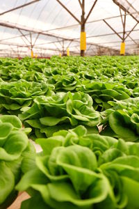 Close-up of plants growing in greenhouse