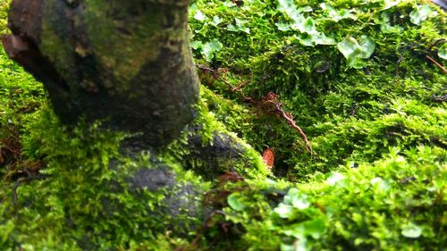 Close-up of moss on tree in forest