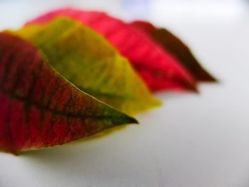 Close-up of leaves against blurred background