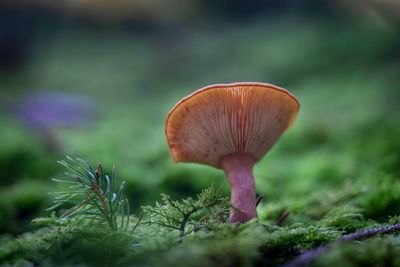 Close-up of mushroom growing on land