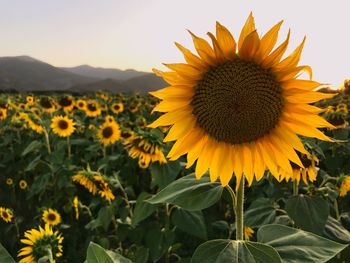Sunflowers blooming on field against clear sky